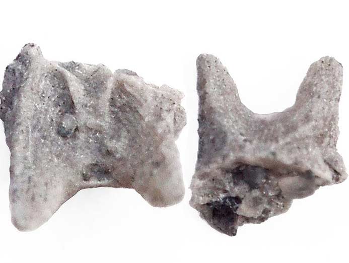 Elment de support brachial d'ammonite - fossiles jurassique Boulonnais